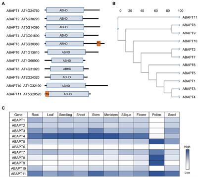 Protein S-acyltransferases and acyl protein thioesterases, regulation executors of protein S-acylation in plants